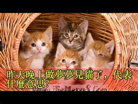 貓代表號碼|夢見各種夢所代表的樂透數字（動物篇），周公解夢大全查詢